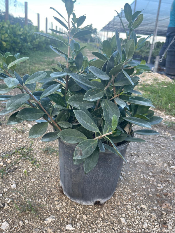 [Imagen de una planta Green Island Ficus]