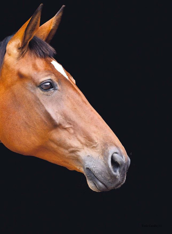 Il Mio Cav (Nov-Dic 2023) 2