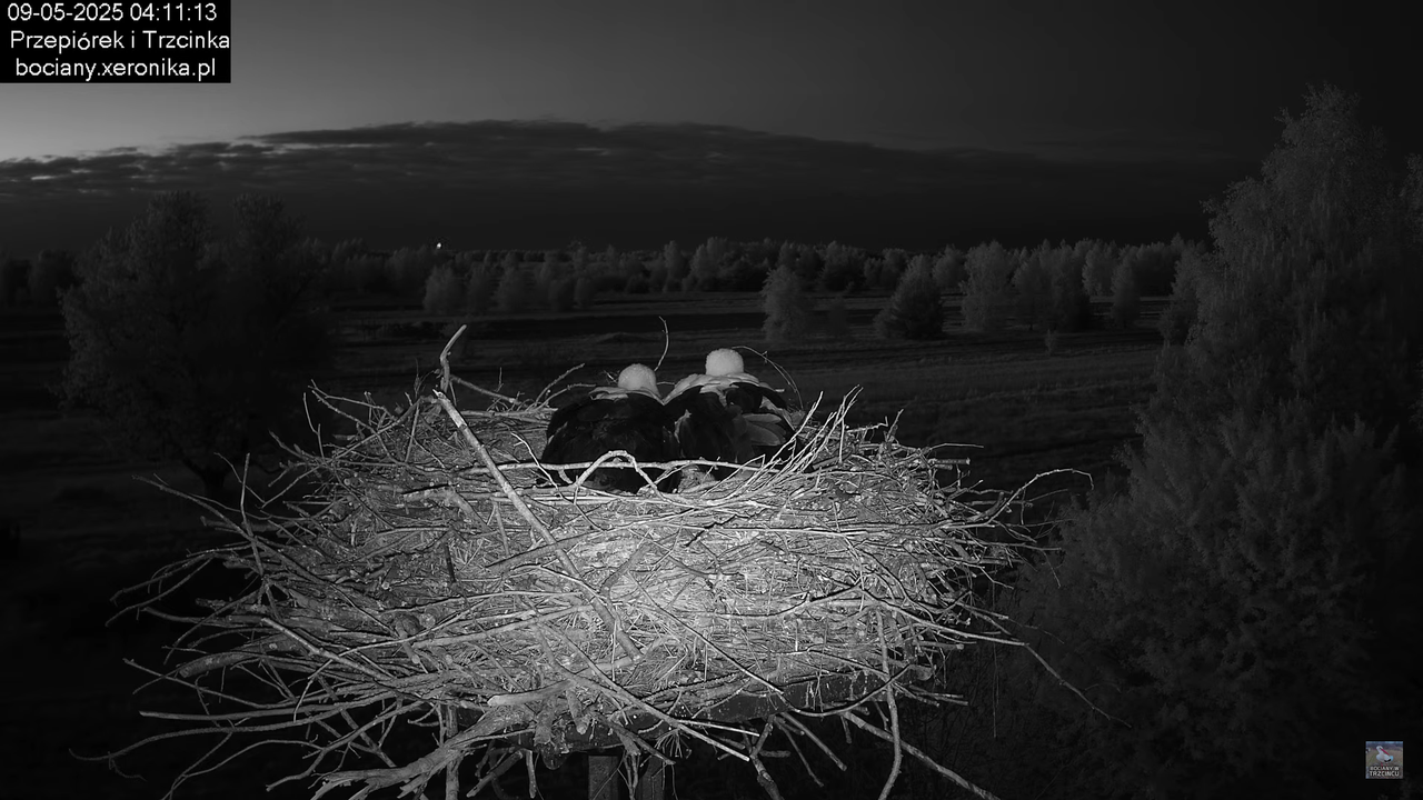 09052025bociany2