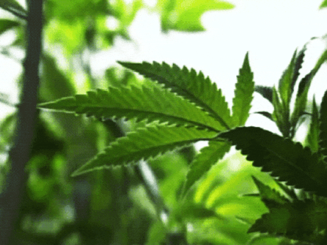 GIF-20250829-085833-438.gif