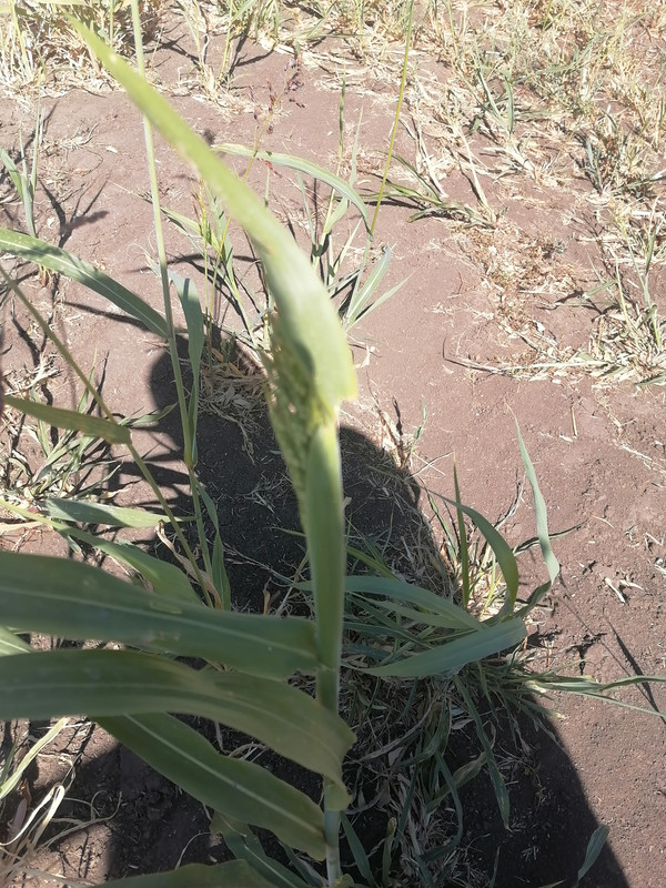 IMG_20240908_122949[1]