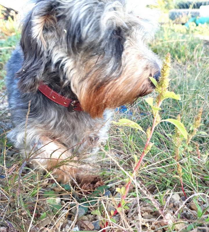 [Image: 20210912-191912.jpg]