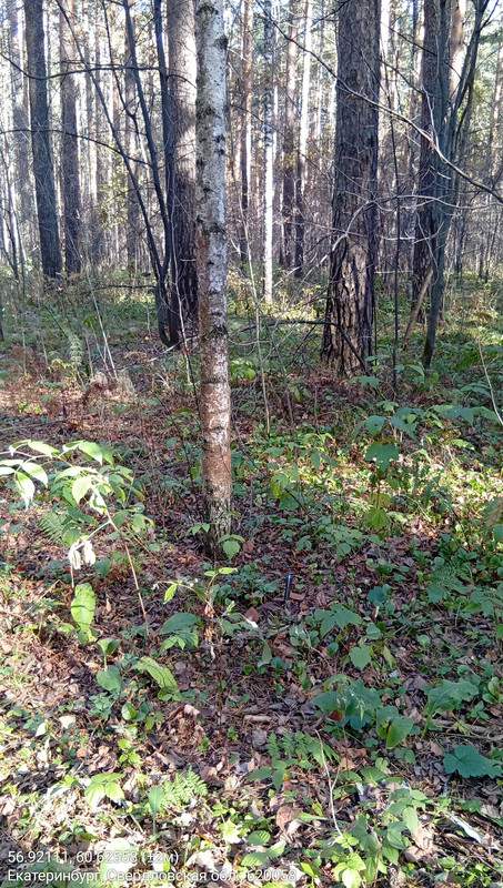 56.92111, 60.62558 (±2м)_06102025_125956