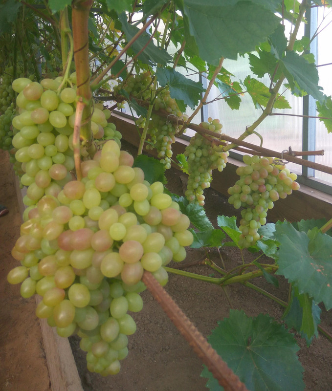 Тасон фото от 22.08.2018