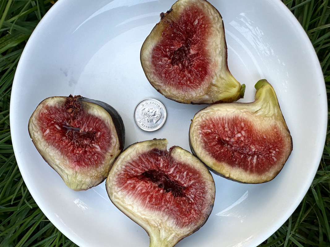 figs-320.jpg
