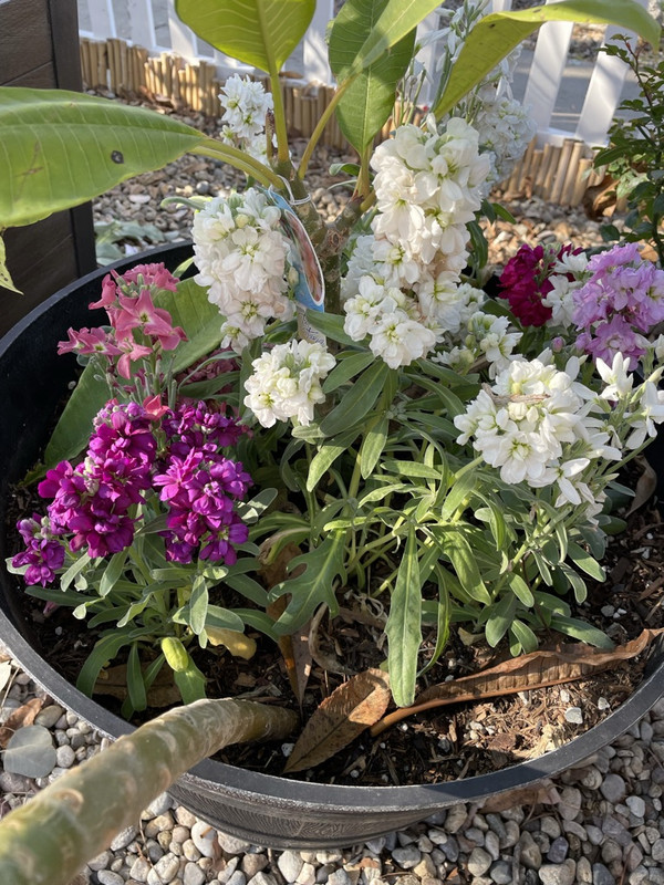 10178705-B3-EA-4-A67-BA89-C99-F103-D324-C-1-105-c