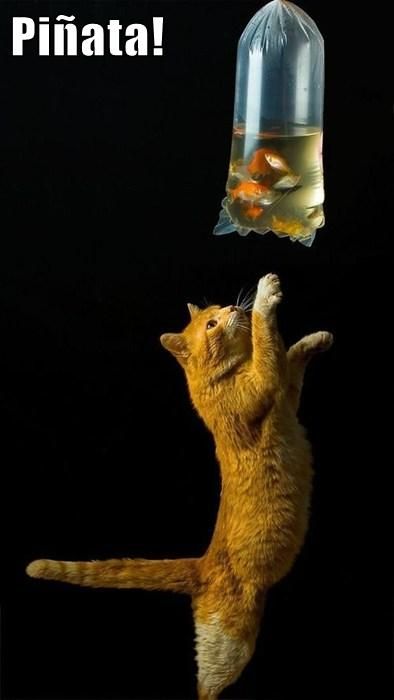 pinata.jpg