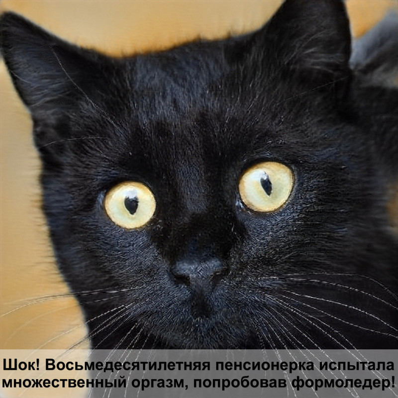 кошка стала лысеть