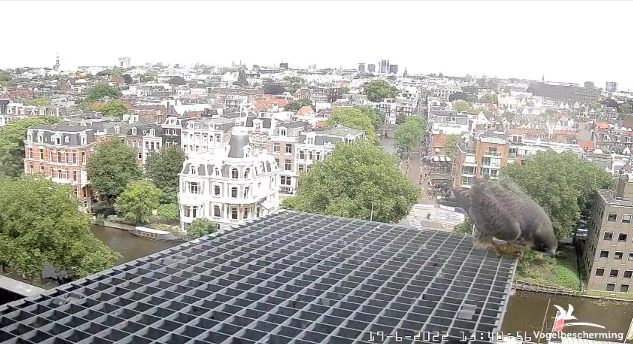 Amsterdam/Rijksmuseum screenshots © Beleef de Lente/Vogelbescherming Nederland - Pagina 29 Video-2022-06-19-134216-Moment-3