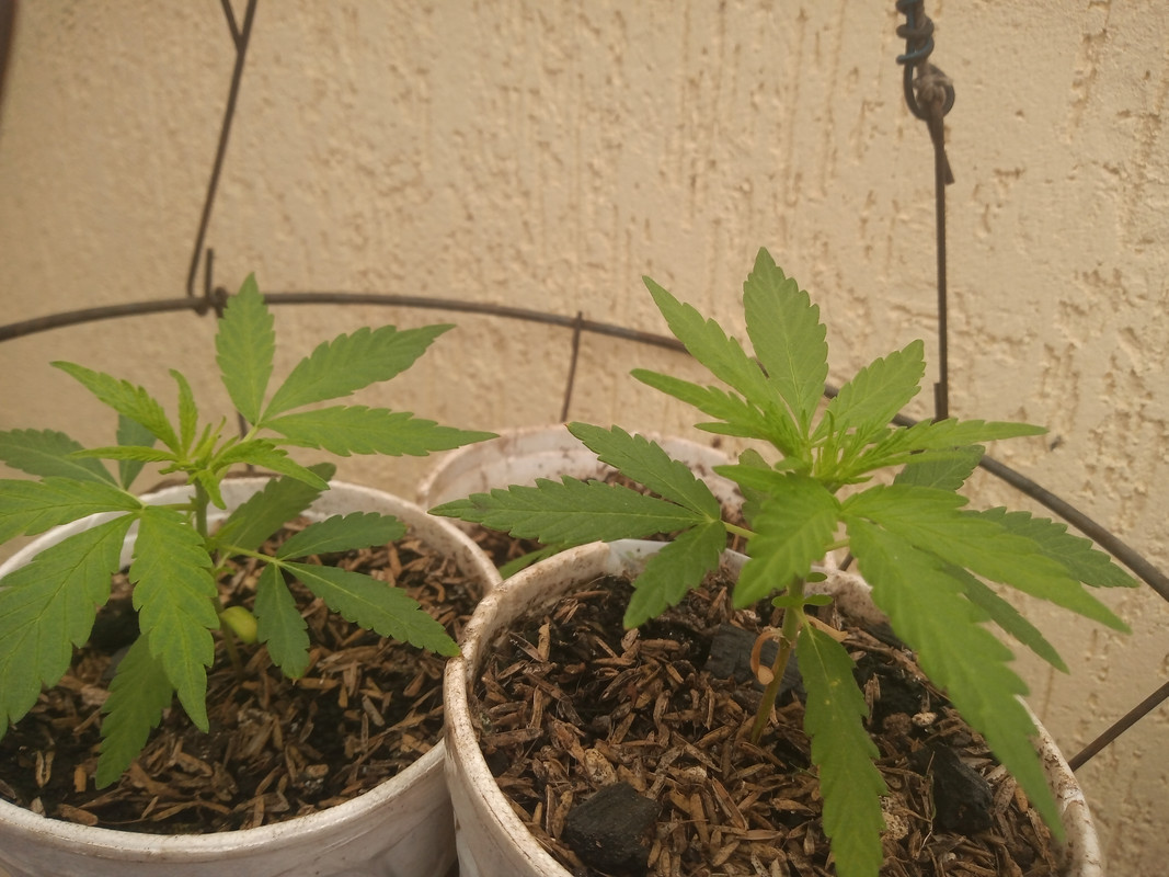 IMG_20200817_095429623