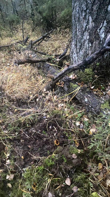 93F2295A-7799-4DF1-AC51-AA076D075B98