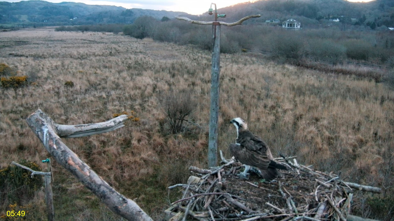 🦅 Dyfi Osprey projekts (VELSA)_ 2025. gada TIEŠRAIDE 4K kvalitātē 🦅 5-23-3 screenshot