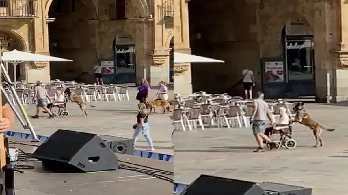 Perro se vuelve viral tras ayudar a una anciana en silla de ruedas