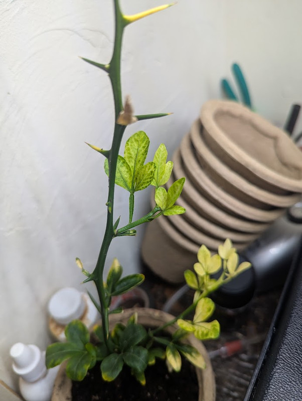 PXL_20250414_160113031 (1)