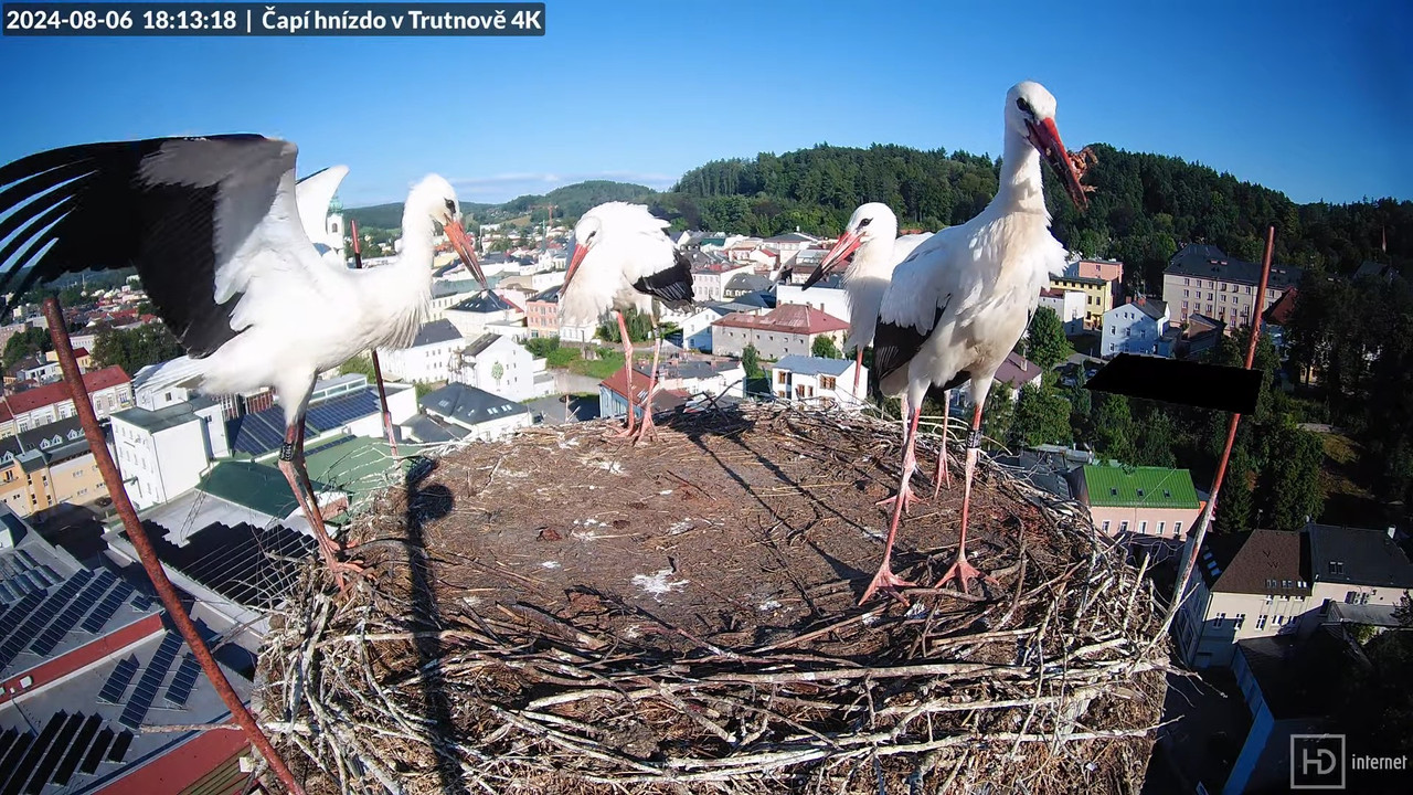 Tiešraidē no stārķa ligzdas uz alus darītavas skursteņa Trutnovā 14-53-33 screenshot