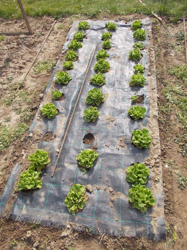 Pěstování salátu v roce 2020 DSCN2184