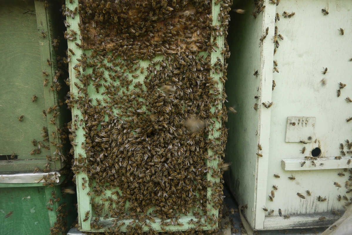 Пчеловодство ловушки для бродячих роев. Ловушка для поимки пчелиных роев. Рой пчел в улье. Привой - роевня для пчел. Как приманить пчел в пустой.