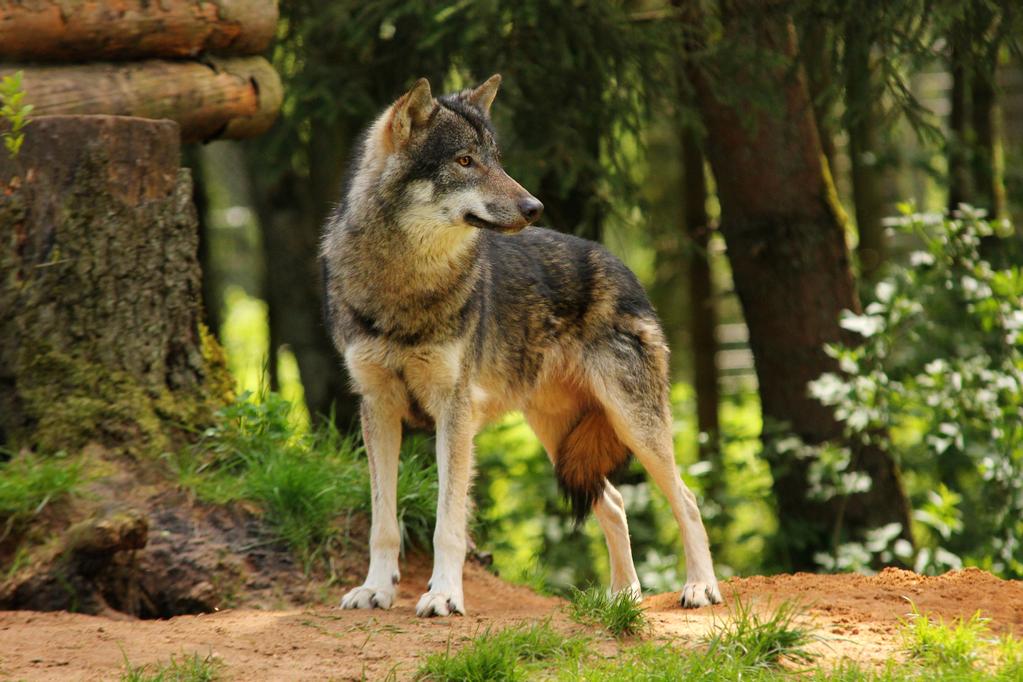 wolf-pose-21-by-landkeks-stock-d8t8kfv-fullview.jpg