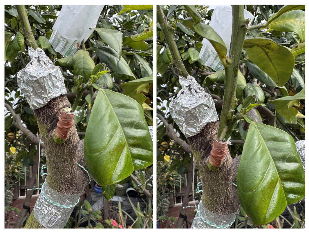 31CD3E1C-9428-46A5-8A4B-EA792218143A-COLLAGE