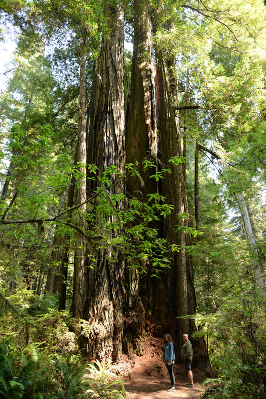 Árboles gigantes, fuegos y volcanes extintos - Oregon y California norte (2018) - Blogs de USA - Rogue River y costa norte de California (13)