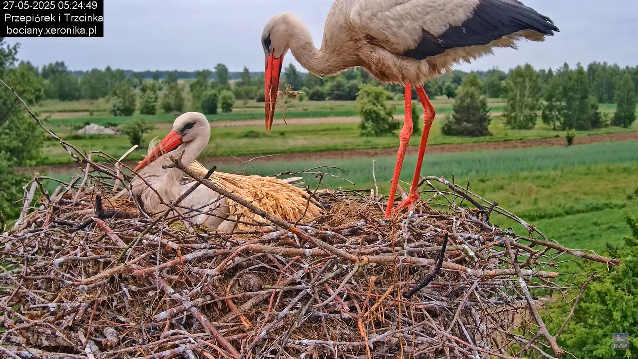 27052025bociany10