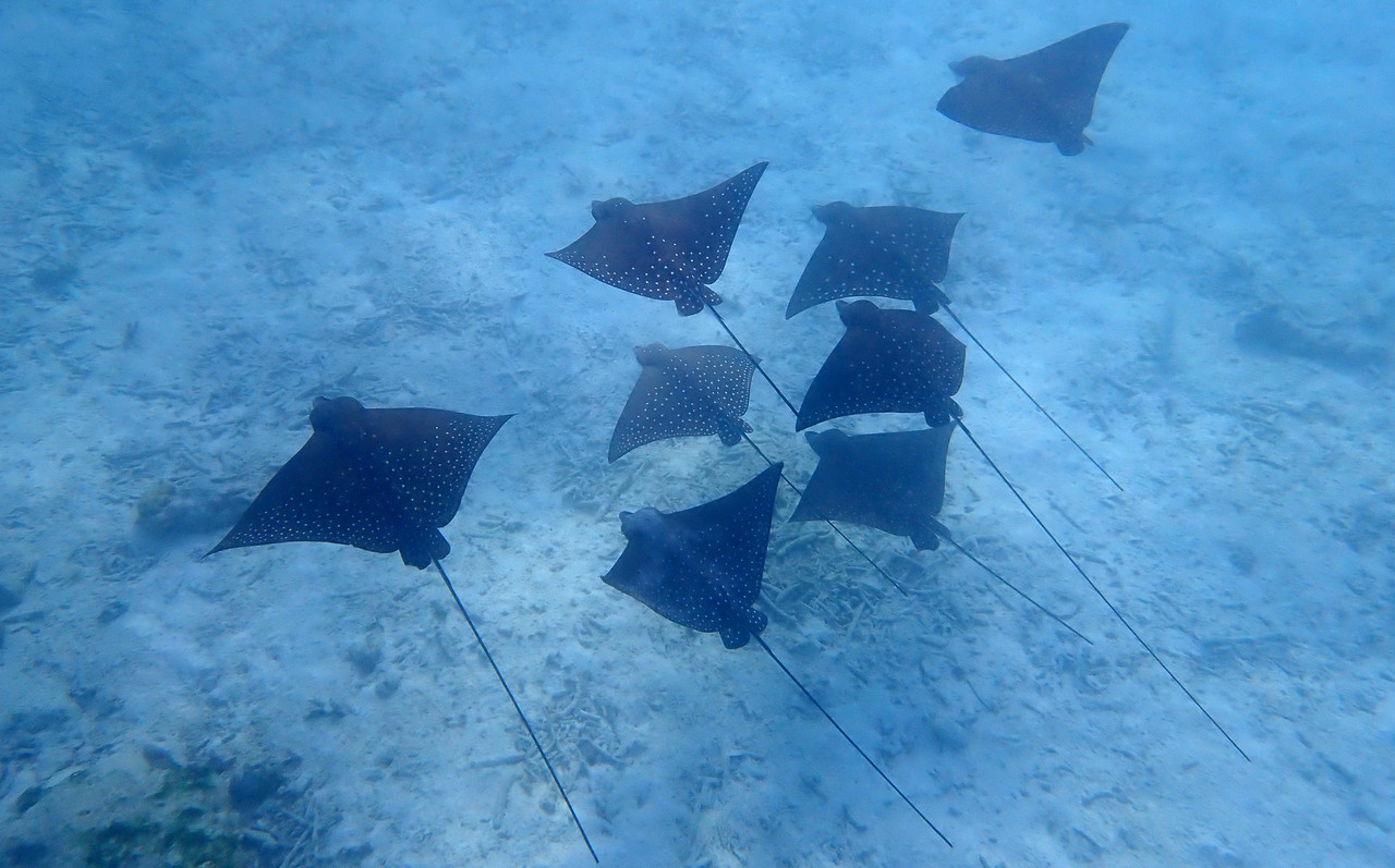 P8190813 орляки 2023г, Мальдивы