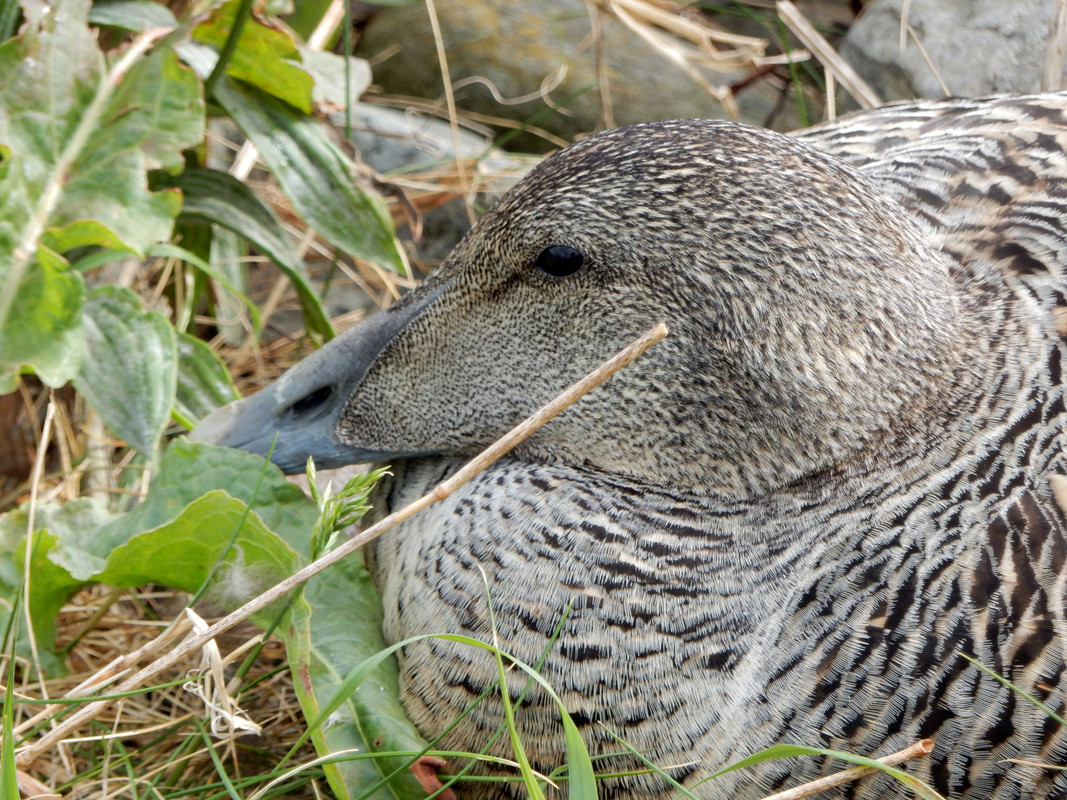 EIDER ON EGGS WHITEHILLS 1 080620