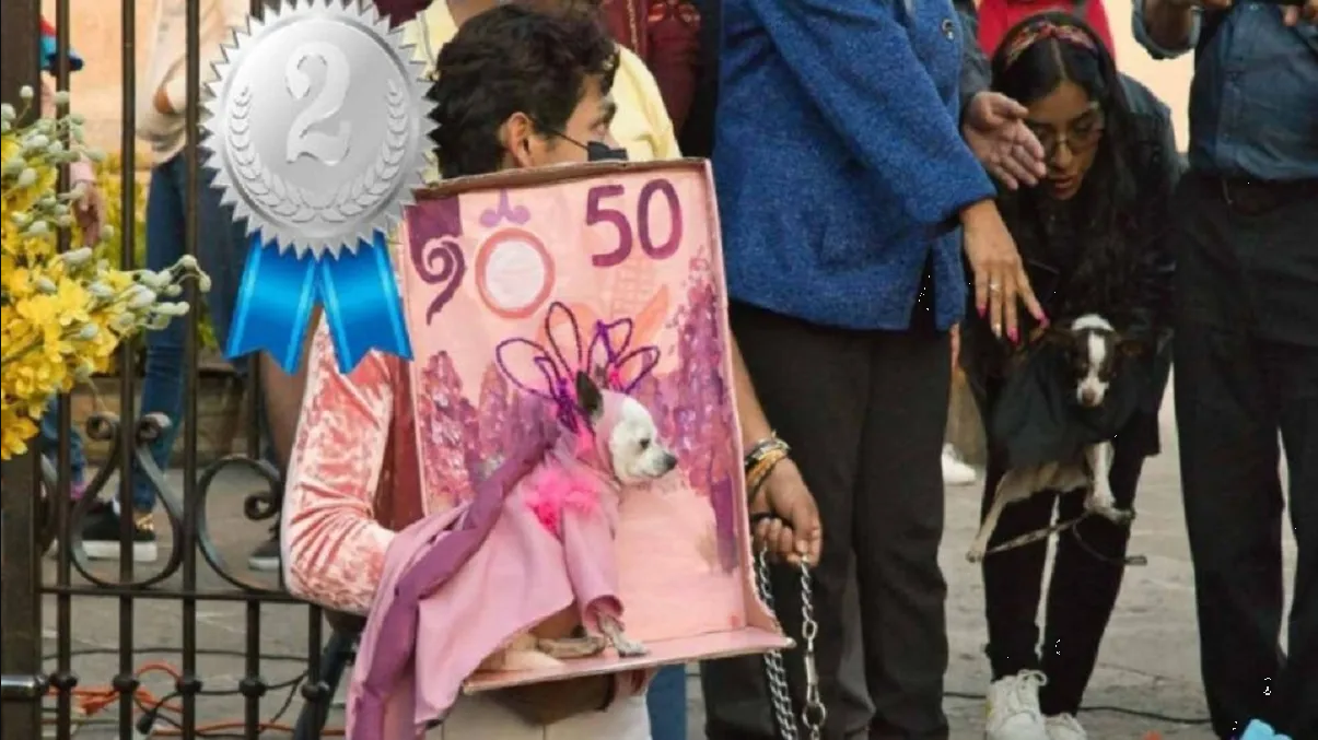 Perro chihuahua, famoso en TikTok por disfraz de ajolote en billete mexicano