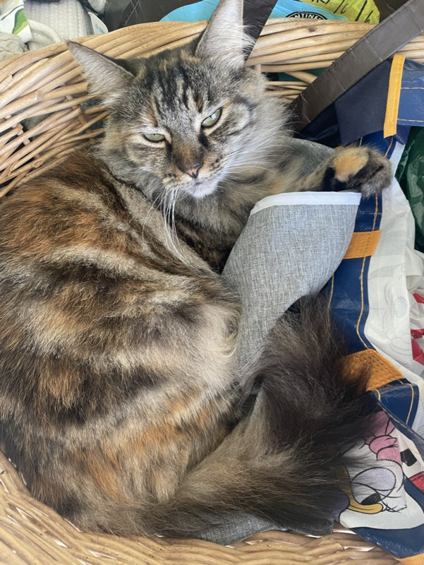 7564B3F2-1113-4FEE-AE2A-344F6B37ED99_1_105_c