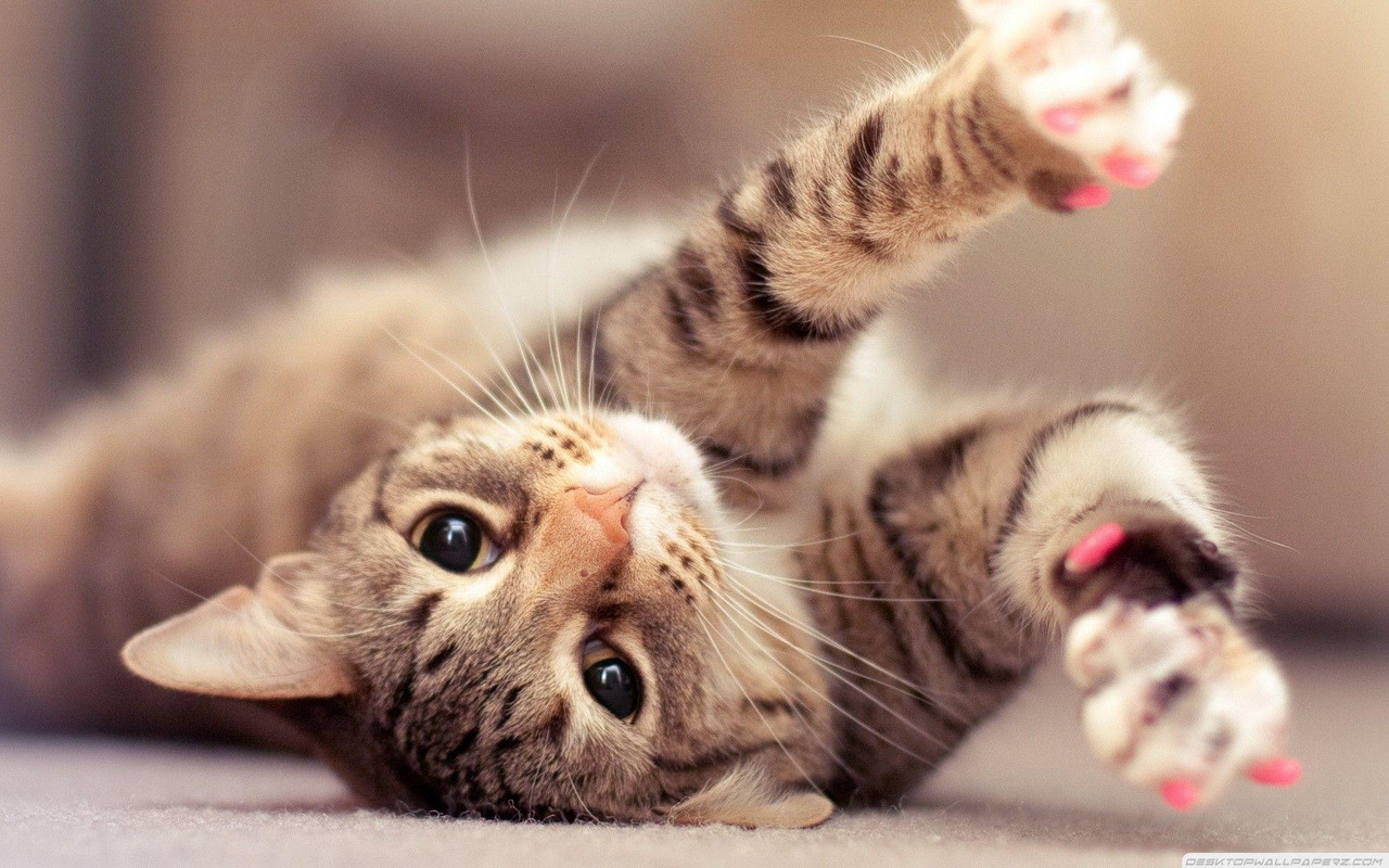 Cute pet!