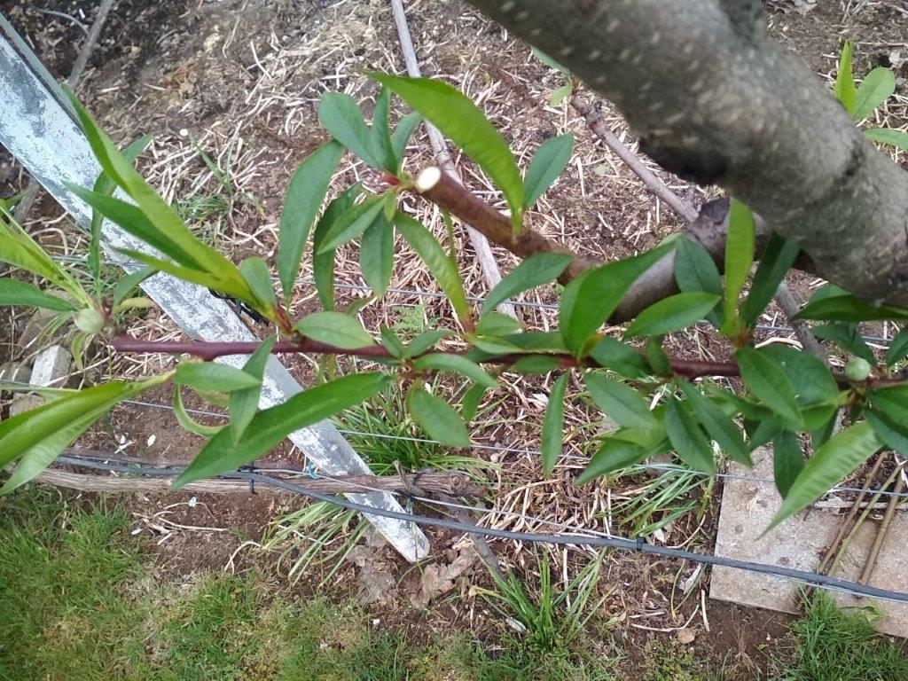 200503_nur 20 Pfirsiche