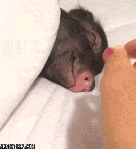 daily-gifdump-3410-02.gif