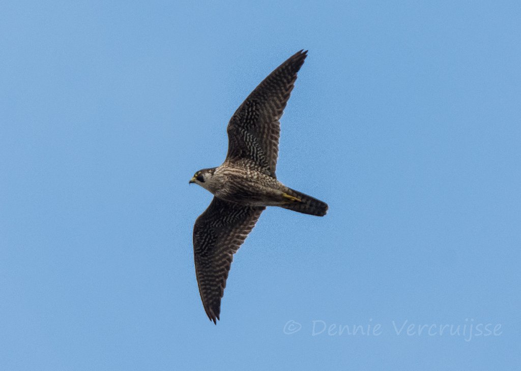 Foto's van Dennie. 2020 - Pagina 3 Sv0204a