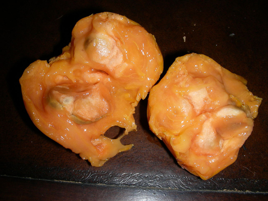 Eugenia_stipitata_ssp_sororia