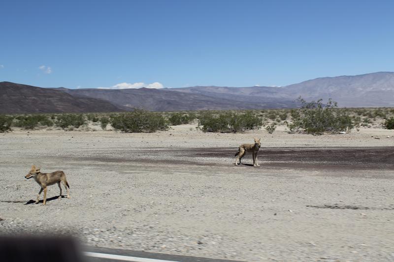 Día Diez: Bishop-Death Valley-Las Vegas - My West USA road trip: un viaje de película. (6)