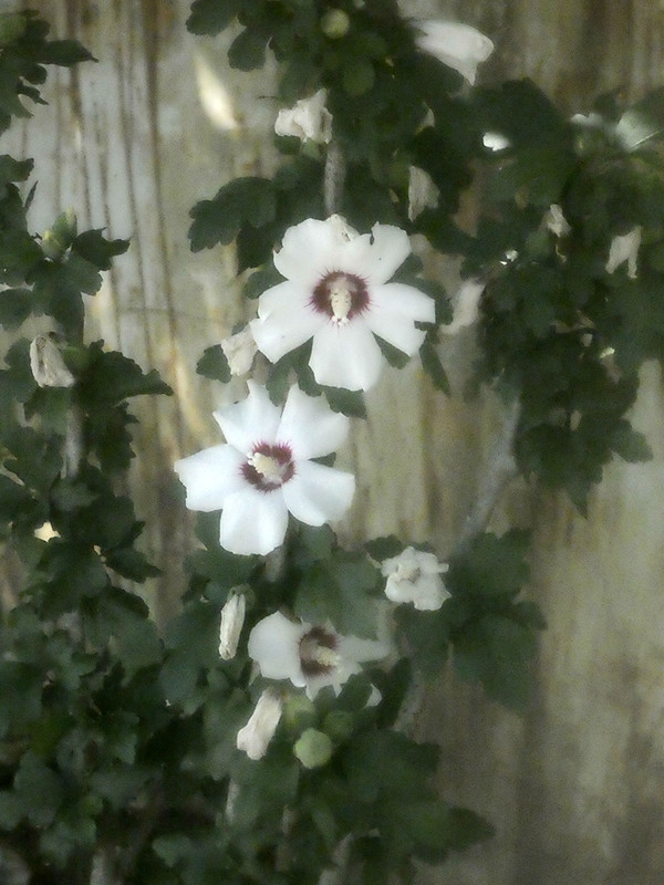 P1050447-0.1... (1024)