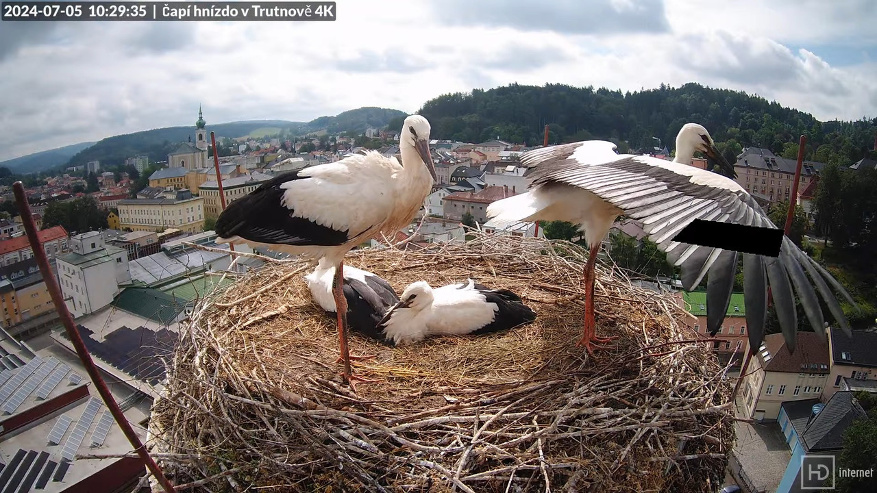 Tiešraidē no stārķa ligzdas uz alus darītavas skursteņa Trutnovā 10-55-45 screenshot