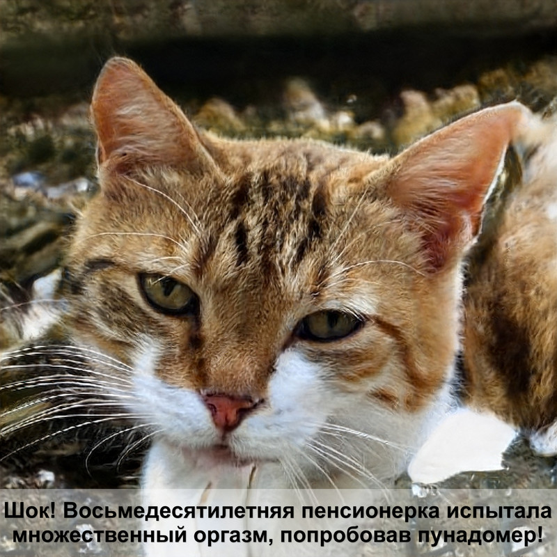 порода кошек которые всегда маленькие