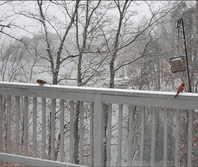 [Image: 202501-Snow-Birds.jpg]