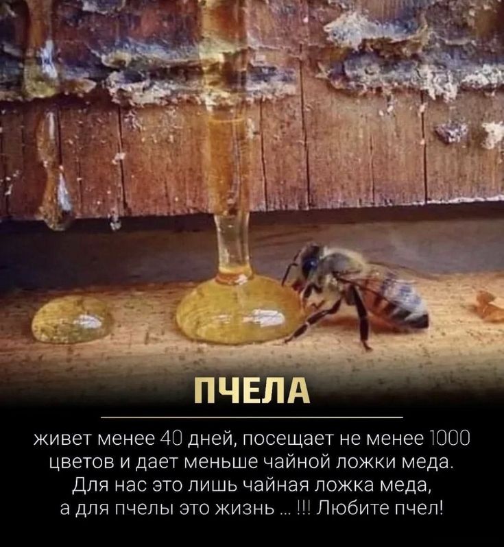[Изображение: c2a1f6d9bf8c5a41e7bf3b6f9ba6d5e0.jpg]