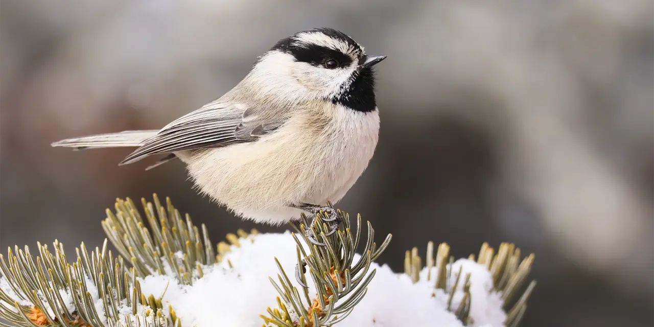 Winter Bird Feeding Tips