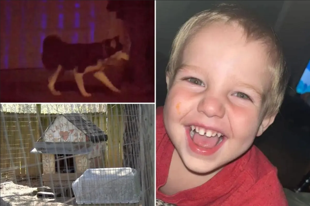 Niño de 2 años muere en ataque de perros en Alabama: Tragedia en New Hope