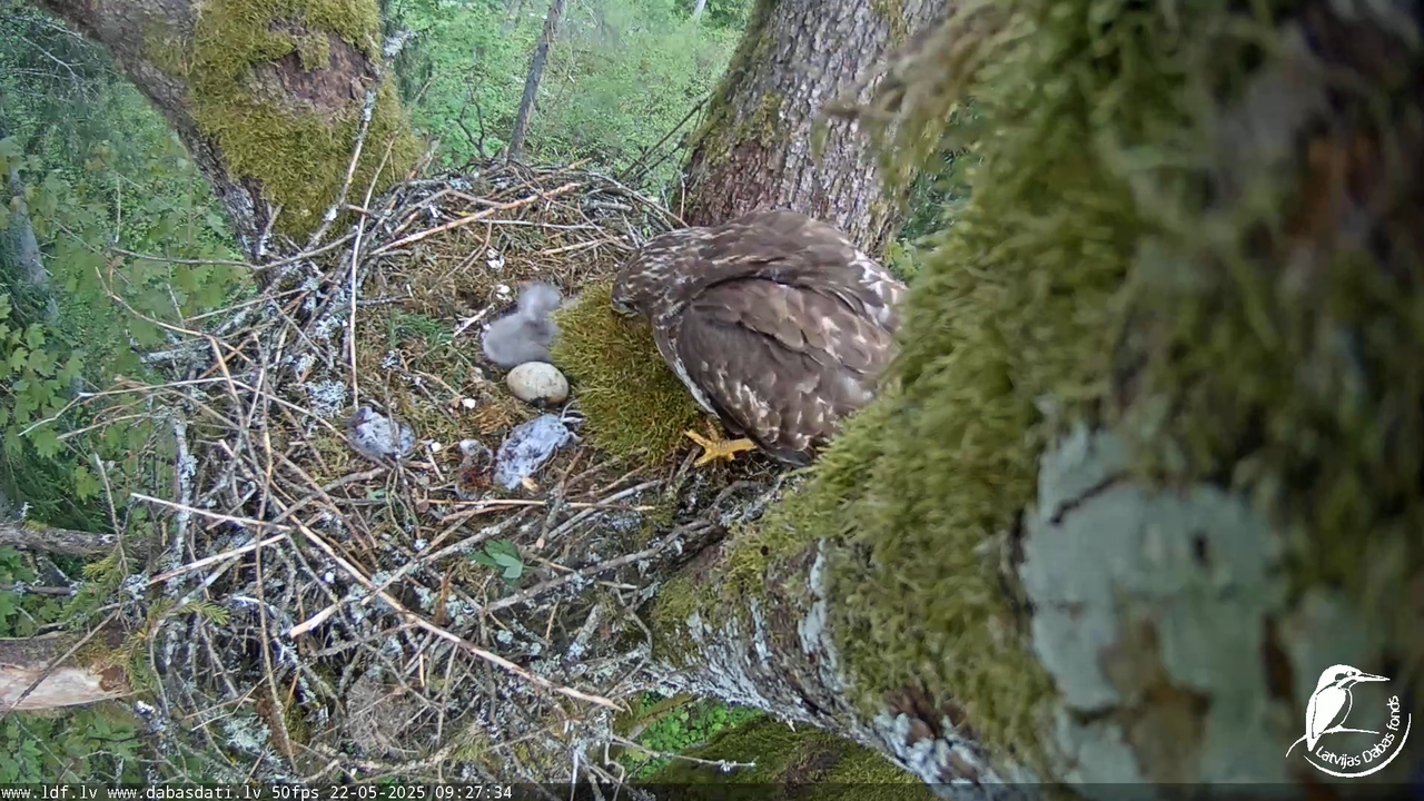 Melnās klijas (Milvus migrans) Kurzemē_ peļu klijāni (Buteo buteo) 13-19-9 screenshot