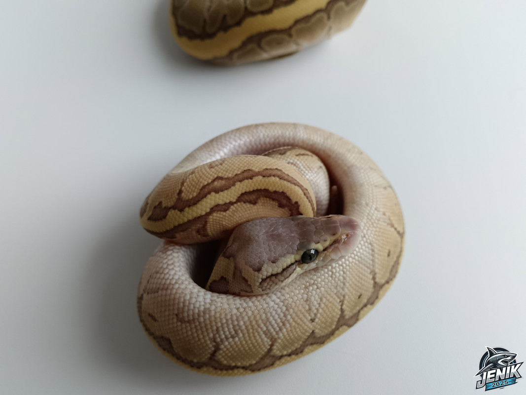 IMG_20250720_174245а