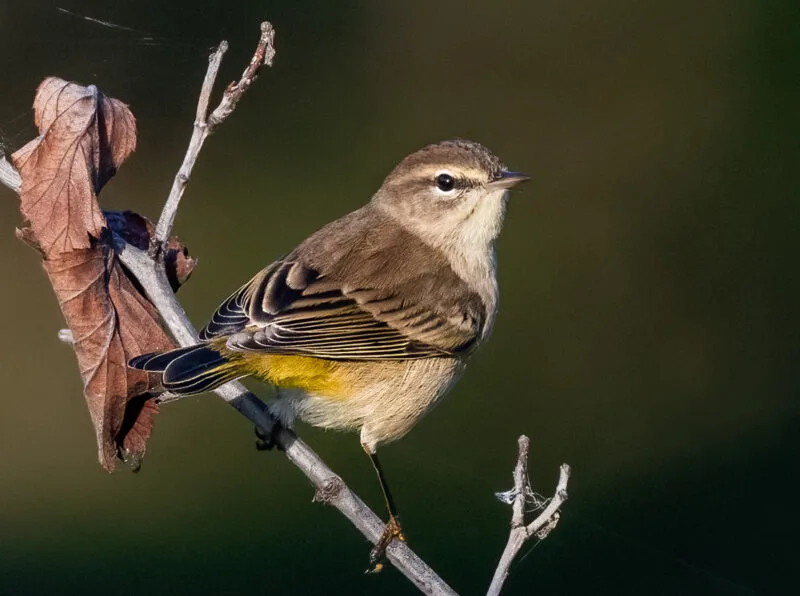 Palm Warbler in Florida