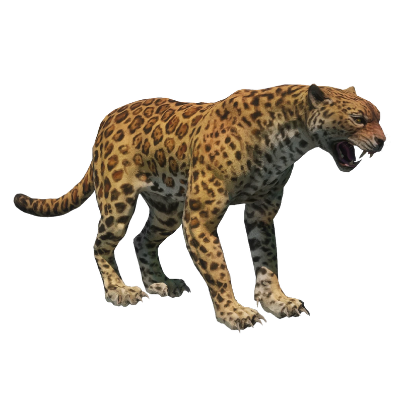 Leopard