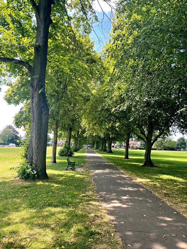 Park-walk-trees-HD.jpg
