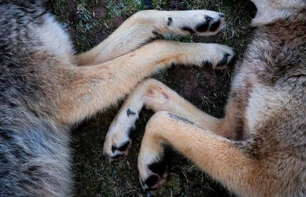 Vecinos denuncian hallazgo de 15 perros sacrificados en bosque de Xochimilco