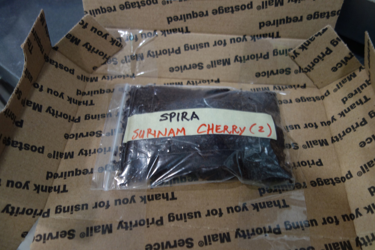 Sylvia Guava-Seeds-pic103