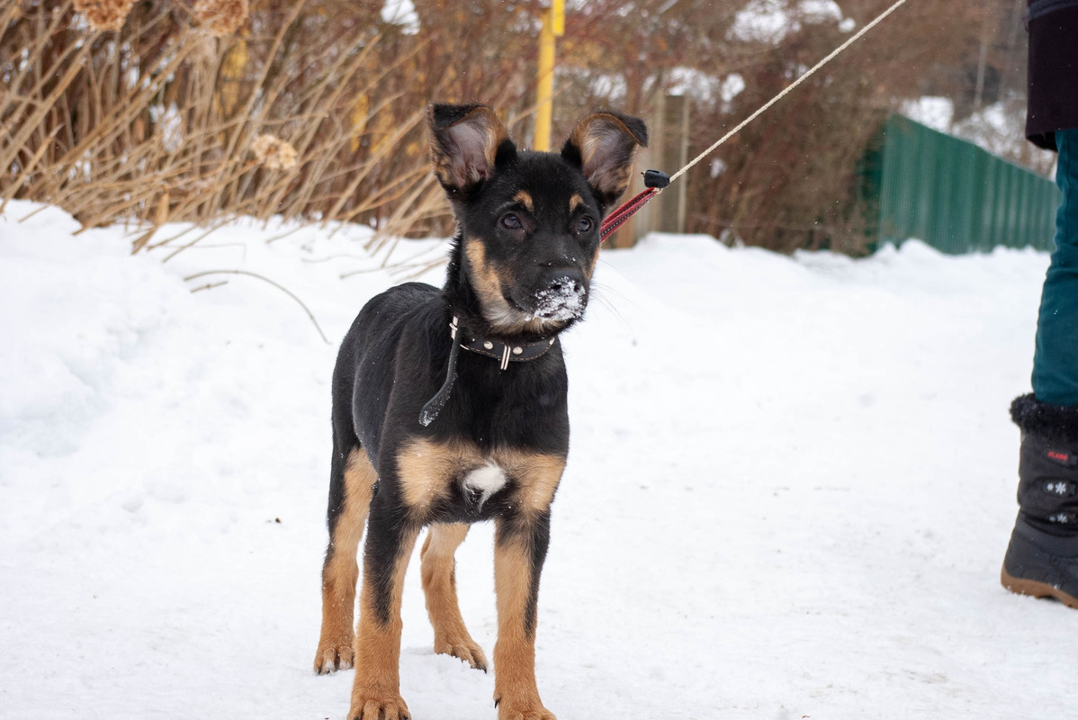 щенокЛина11